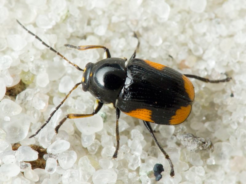 Cryptocephalus (Cryptocephalus) moraei (Linnaeus, 1758)